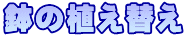 鉢の植え替え