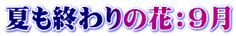 ĂỈԁFX